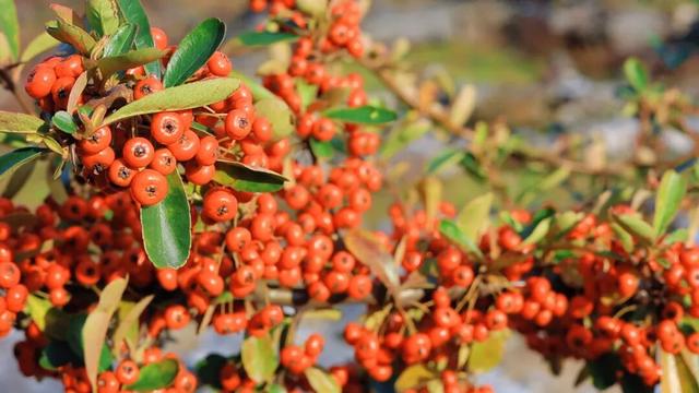 “镇”好遇见丨发现个宝藏小镇！就在桐梓这里~