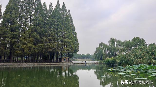 秋日粉色浪漫！南京紫金山下免费花海，还有神仙猫咪和霸气大鹅！