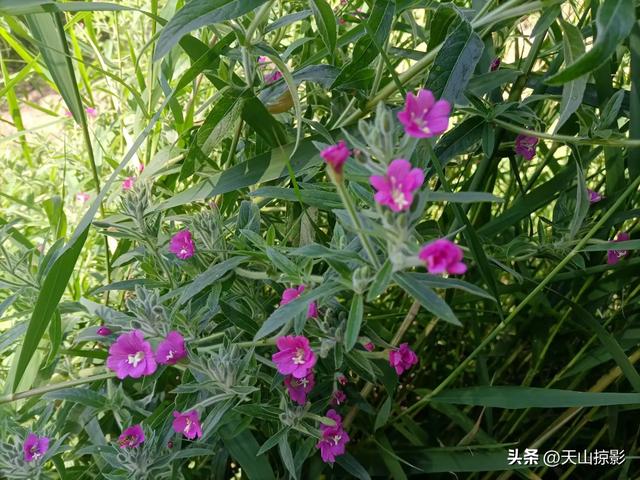 木垒行