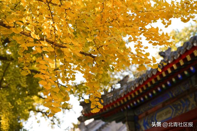银杏美景即将上线！本周五来和平寺，赴秋日文明盛宴