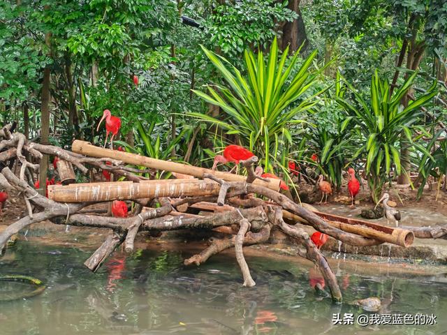 参观广州长隆野生动物园，全程感觉眼累手累腿不累