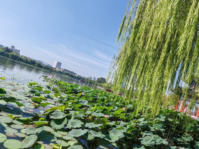 行走大明湖:亭台是凝固的诗行，荷香是时光的信使！