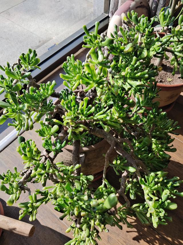 幼儿爱看电视	，总眨眼如何应对？