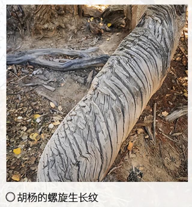 十月限定！“神树”胡杨林定格最美秋天