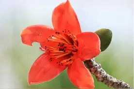 手机如何拍出好看的木棉花？看完秒懂！【收藏】图片