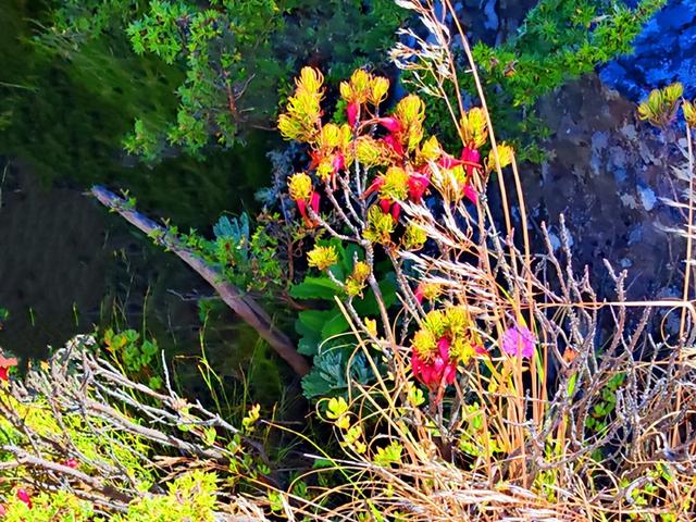 非洲旅游：难忘南非观光之旅纪行（图）