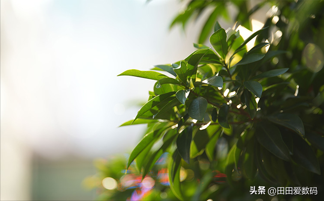 Sigma 200mm F2 DG OS 评测：挑战 Canon、Nikon 神台级「282」地位？
