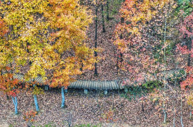 贵阳冬日最神秘的林场！绿野仙踪的尽头，竟藏着一个天空谜题。