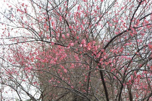 限定！快到这里领桐梓冬日“梅”好！