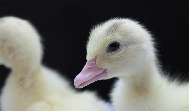 22年前，浙江10万“鸭兵”新疆灭蝗虫，战果如何？中国治蝗新思路