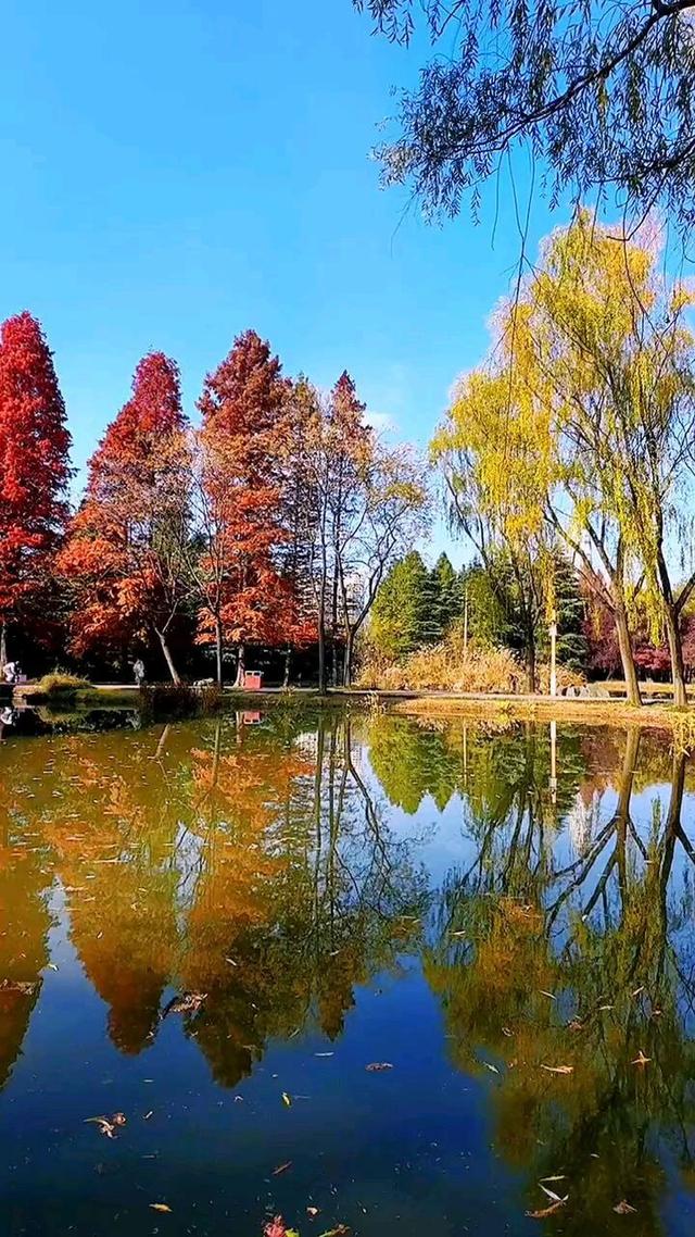 别都挤在从政坊了！洛阳还有这几处免费水杉，景美人少！