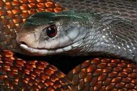 攻速最快的“毒王”太攀蛇，一口毒液能致死100人，伤者无一生还图片