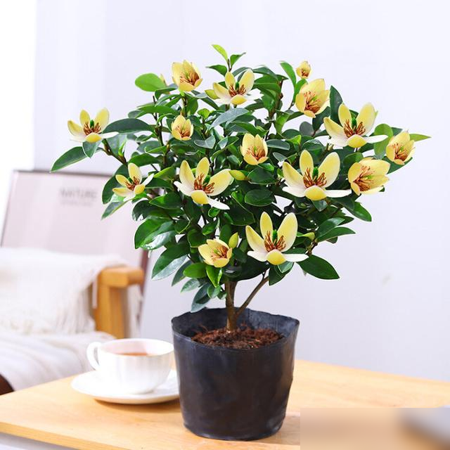 “家养6种花，不富还败家”，平常养的这些花，原来都“不吉利”