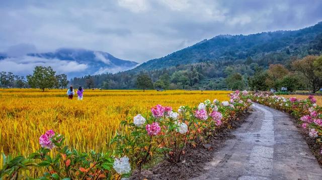 宏村稻浪翻涌时，绣球正盛开 | 皖美秋日