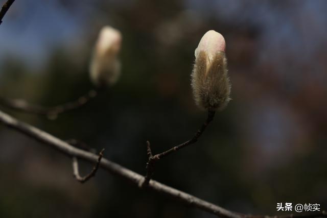 娇艳欲滴清新怡人，上海市花白玉兰竞相绽放美不胜收