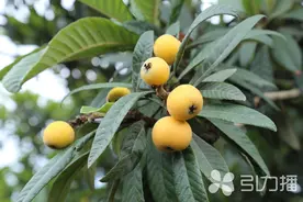 @苏州人 枇杷本周末开采！还有这些“甜蜜”在等你图片