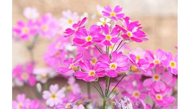 奈良县的代表动物不是鹿？日本47都道府县「县花・县动物」图鉴
