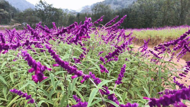 来广元月坝，解锁一场“多巴胺”初冬