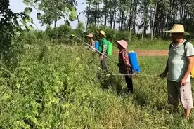 除草剂是上午打还是下午打？有露水打还是露水干了打？你做对了吗图片