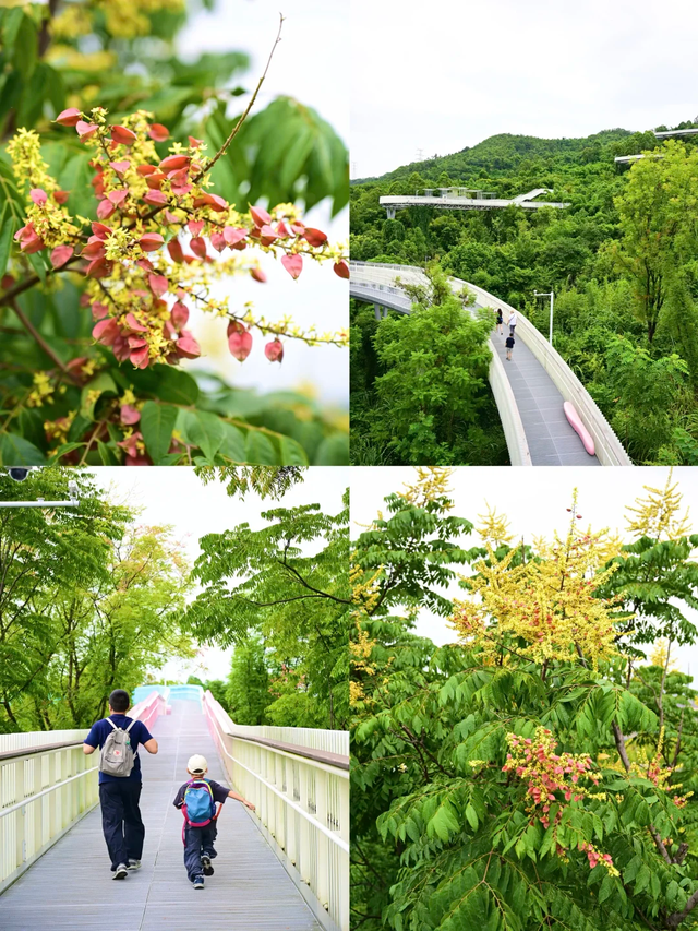 成都0.5h遛娃首选，又找到一条无人问津的捡秋绿道！