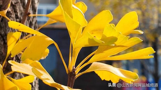 垣曲县：美丽山城秋意浓 滨河东道银杏黄