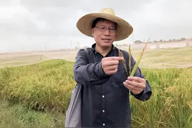院士专访｜何祖华：寻找抗病水稻图片
