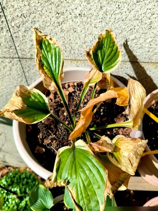 “！阴花不能进阳宅	”，家里若有这5种花，请赶紧“搬出去”！