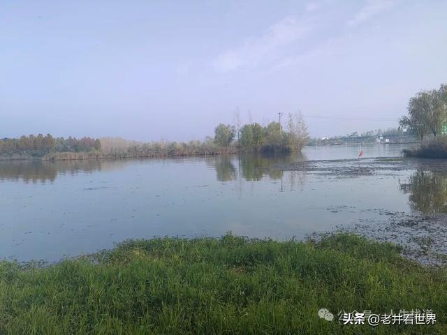 慧河湿地里的济宁新发现 || 胡成冮