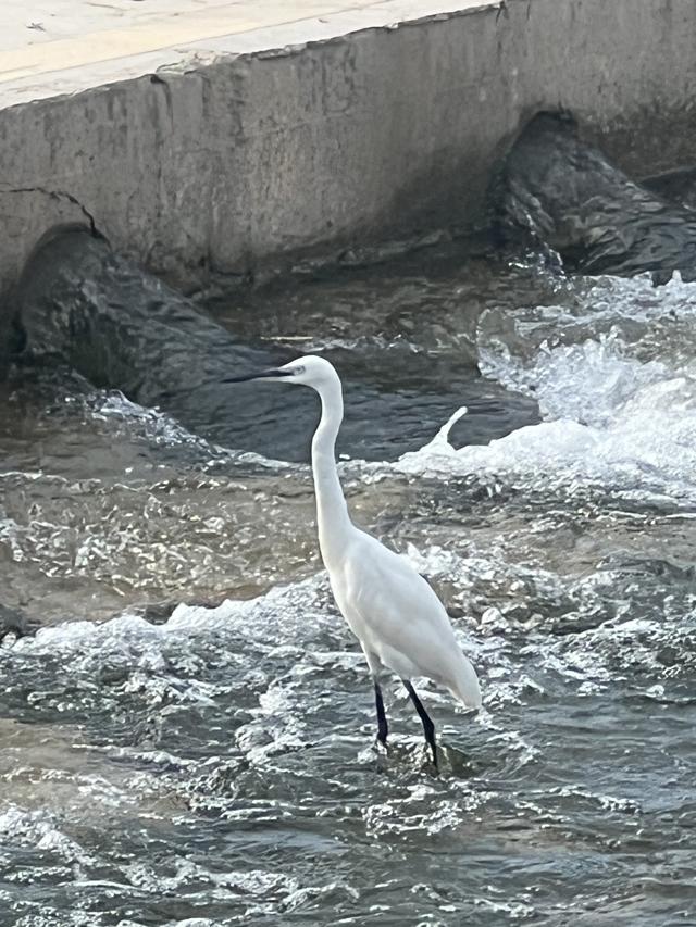 8月石家庄的滹沱河