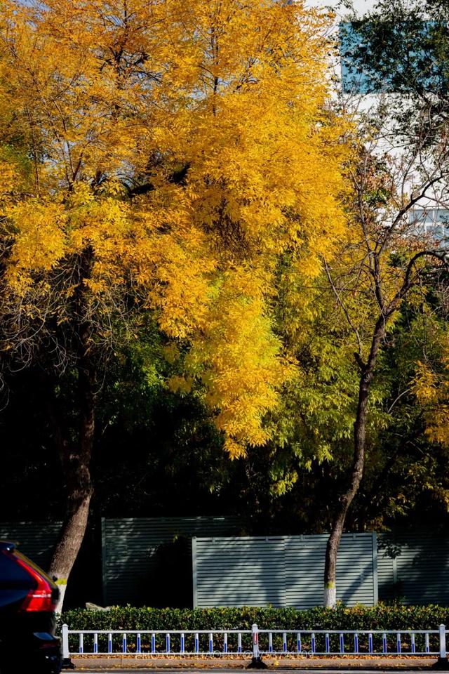 “焦糖色秘境”上线！超级出片！日照这里错过再等一年！