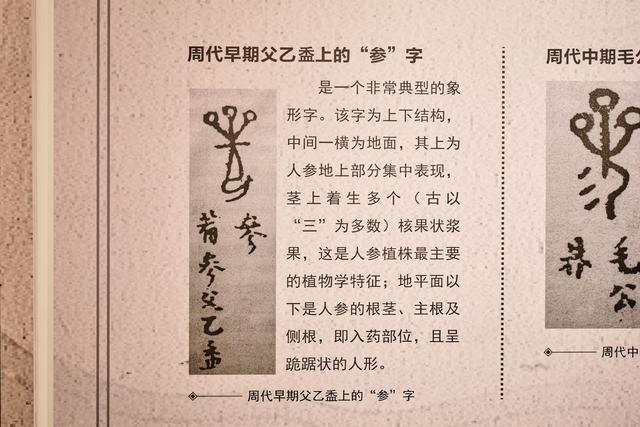 吉林清河有一座澳洋野山参博物馆，藏品丰富，解锁人参的奇妙之旅