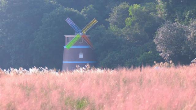 被端州这片花海圈「粉」了
