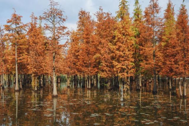 成都6个秋日能待一整天的免费公园推荐！