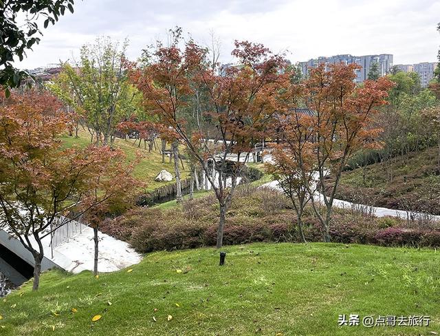 成都双流被低估景区，枫叶惊艳恍若到了川西，不要门票，公交直达