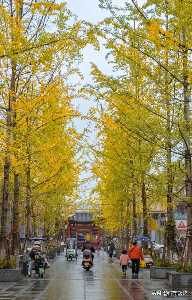 临邛古城银杏季，从浅黄到满树的鎏金，阳光温柔绵长