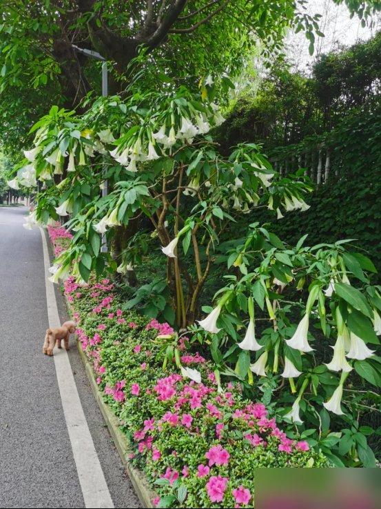 阴花不能进阳宅！这5种花“打死”也不养，家里若有？快挪走！