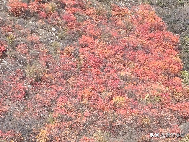 看红叶不怕晚，东焦村红叶正当时