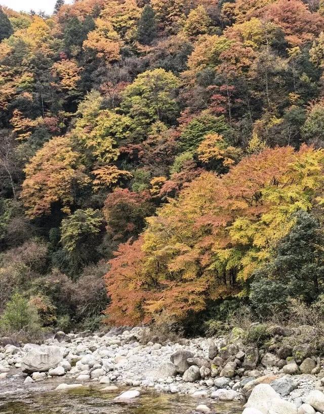 【美丽四川】秋日唐家河，闯入触手可及的油画世界‖柳红樱