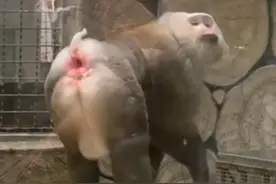 黔灵山的猴子成精了，各种poss摆给你看，比网红豹还要可爱图片