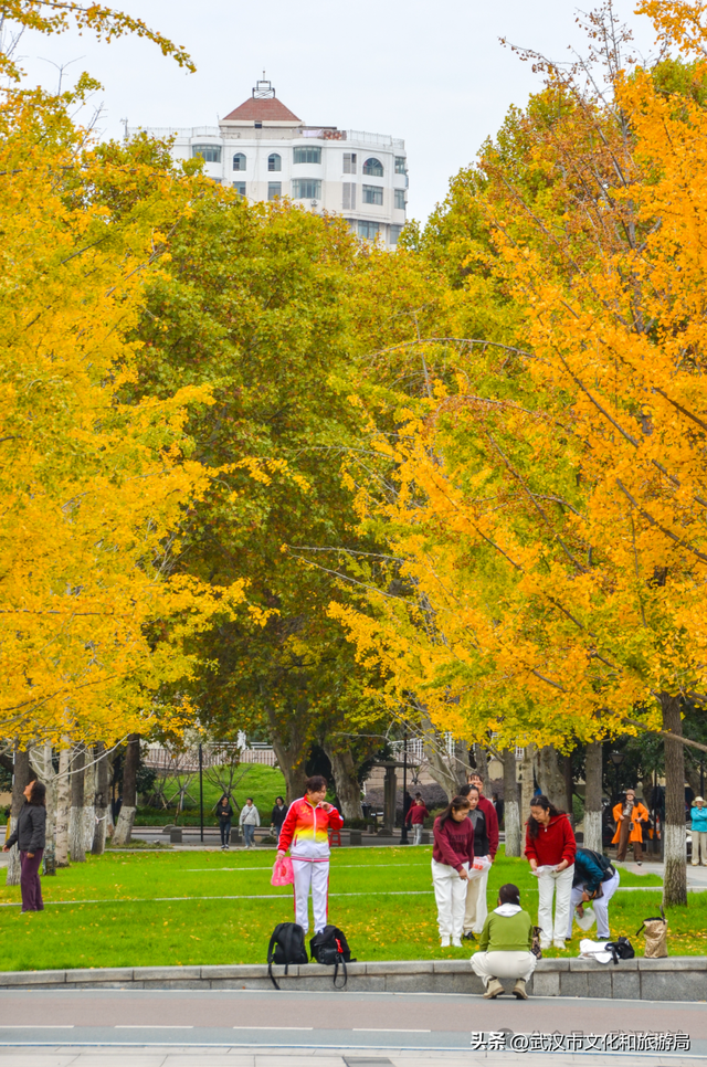 芦花不够看？江滩的银杏已经美疯了！