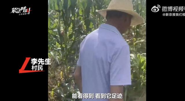 湖北一村民遭大型猫科动物袭击，用锄头砸兽头搏命脱险，当地回应：无老虎分布历史记录，初步推测可能为豹子