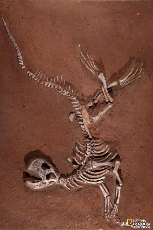 恐龙为何仰天长啸？解密亿年谜团	，30只蜥蜴尸体揭开死亡姿态真相