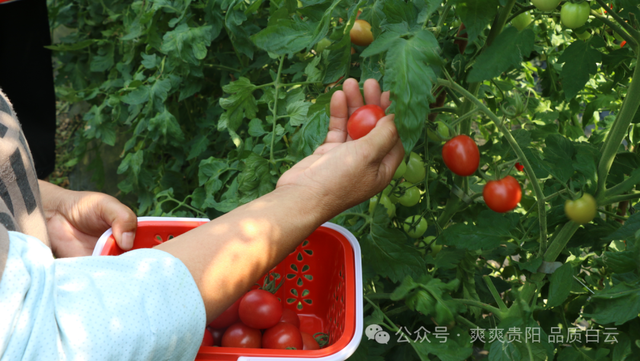 【爽游白云】蓬莱仙界·蘑力小镇荷塘月色盛夏邀约：采摘“红宝石” 徜徉金色花海