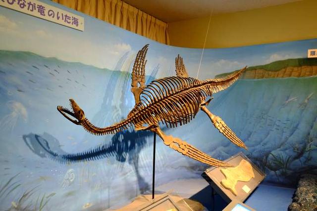 鳖看起来那么弱，为什么龟没有完全抢占鳖的生态位、并淘汰掉鳖？