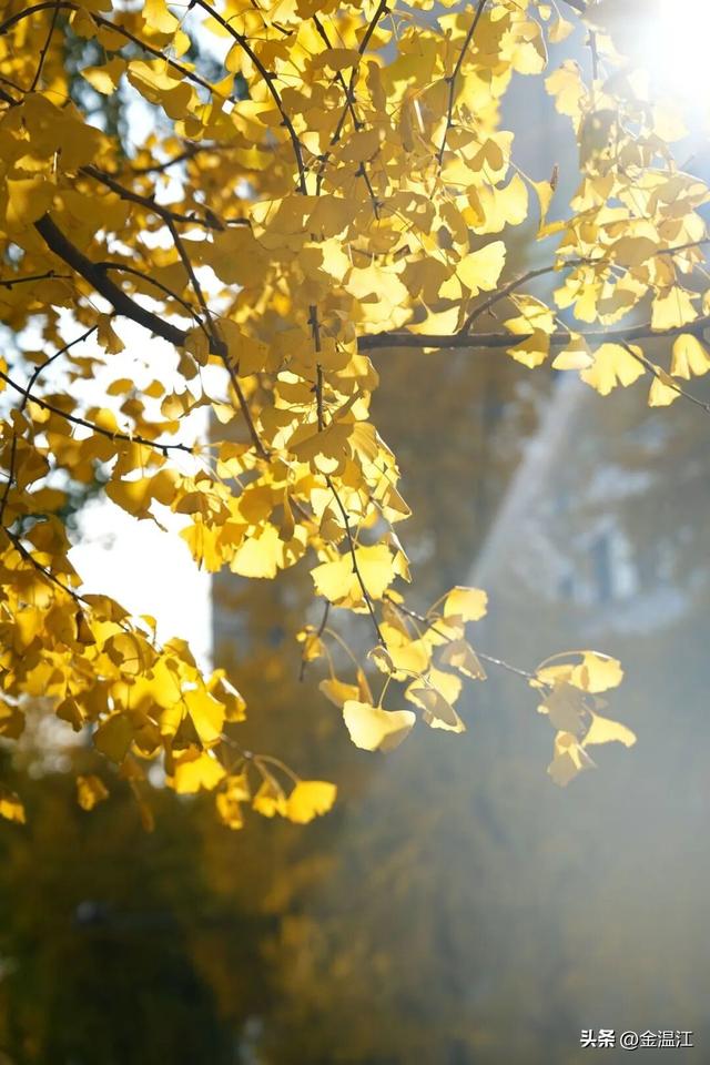 在“杏”福满满的大南街！这样拍超出片