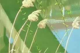 常见淡水鱼图片大全图片