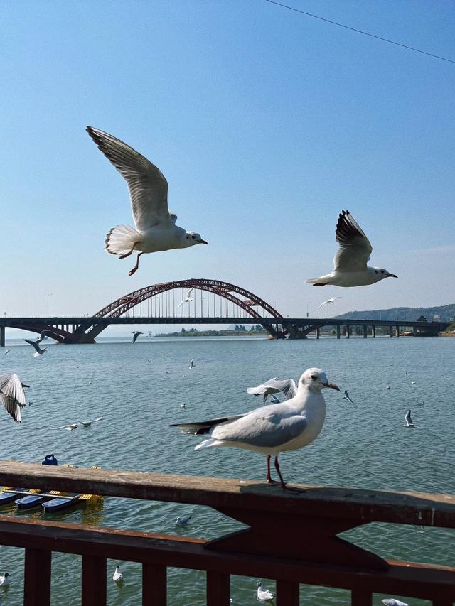 滇池边藏了个“小鼓浪屿”，白房子+彩虹桥+喂海鸥…朋友圈收割机