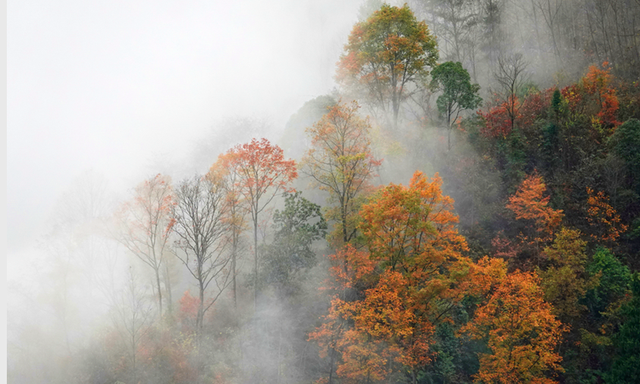 走不出这画了，我已被平武的彩林迷倒！