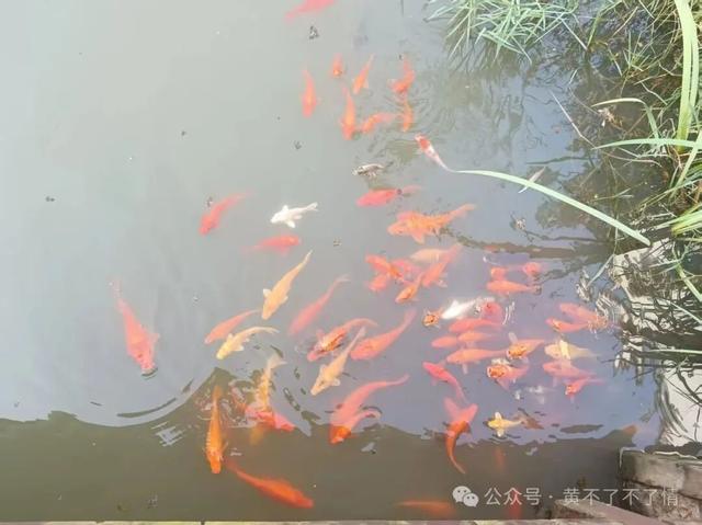 光山文殊寺,秋日的宁静与闲适