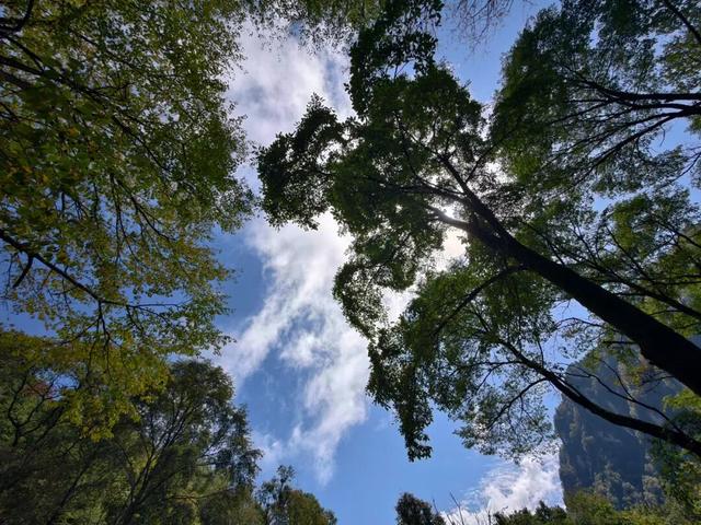 守护生态秘境——走进徽县三滩森林公园